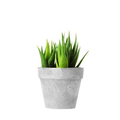 植物盆栽北欧家居装饰